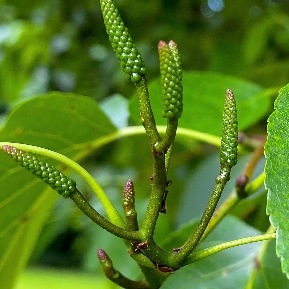 Italian Alder (Alnus cordata)