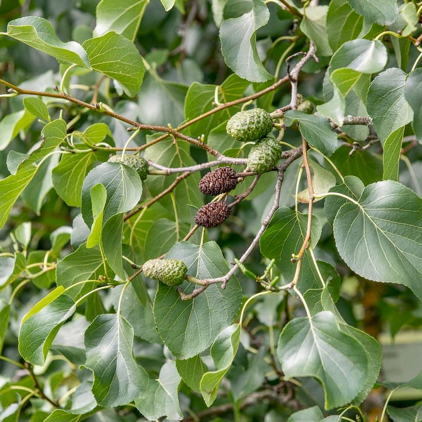 Italian Alder (Alnus cordata)