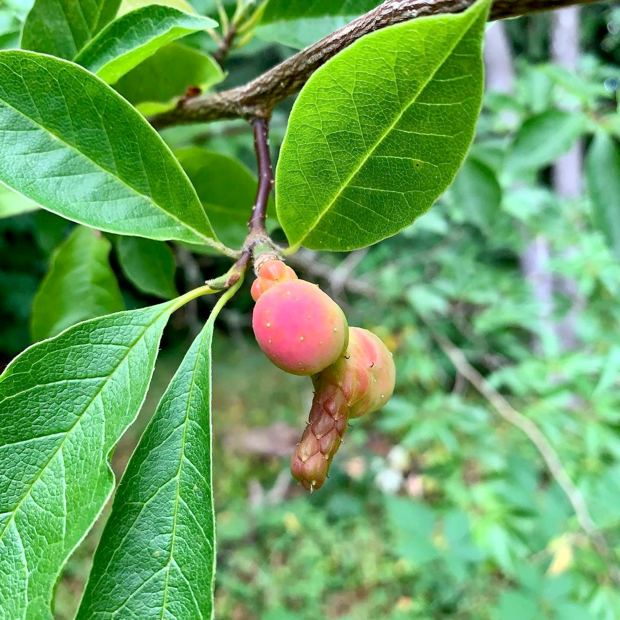 Kobus Magnolia (Magnolia Kobus)
