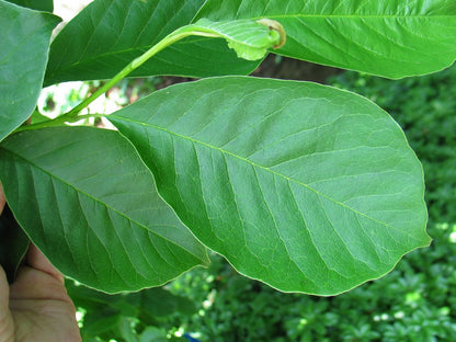 Kobus Magnolia (Magnolia Kobus)