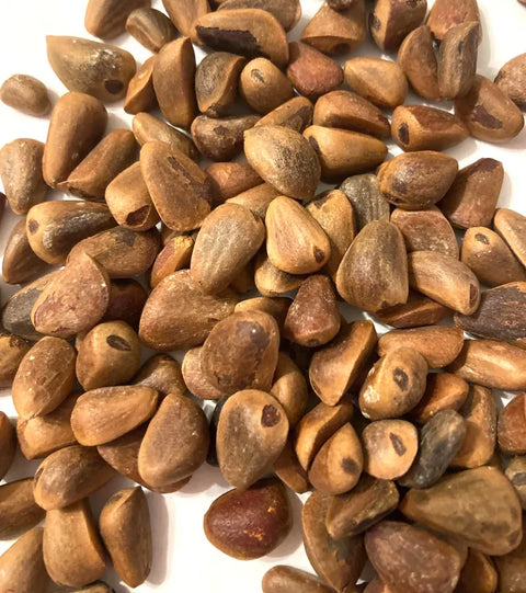 Korean Pine (Pinus koraiensis)