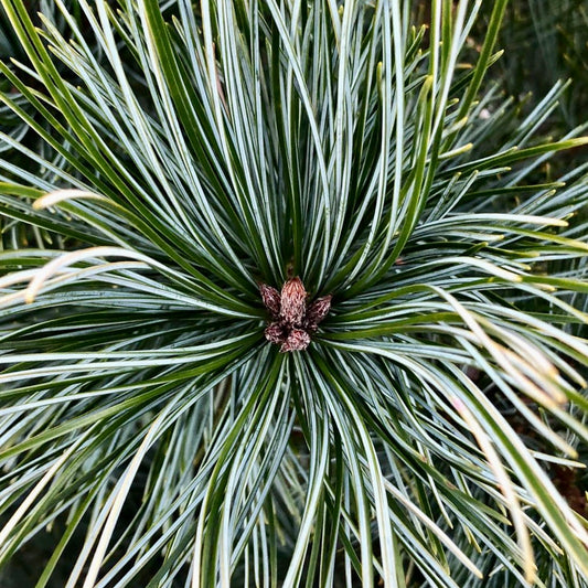 Korean Pine (Pinus koraiensis)