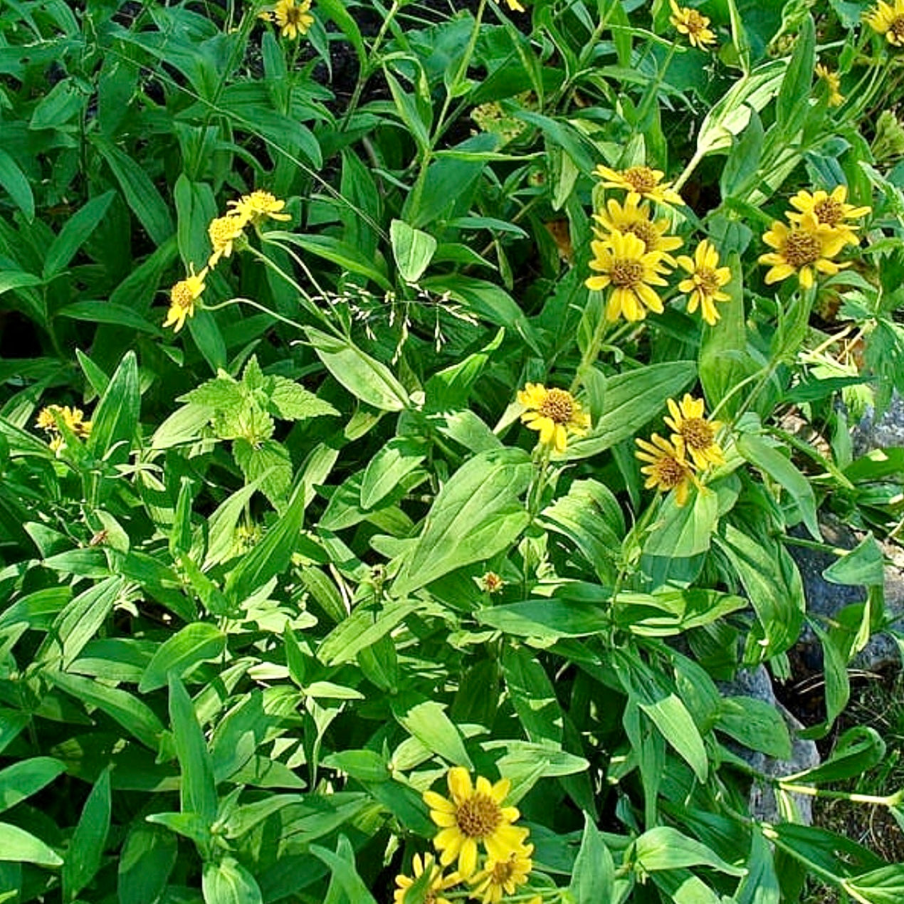 Meadow Arnica (Arnica chamissonis)