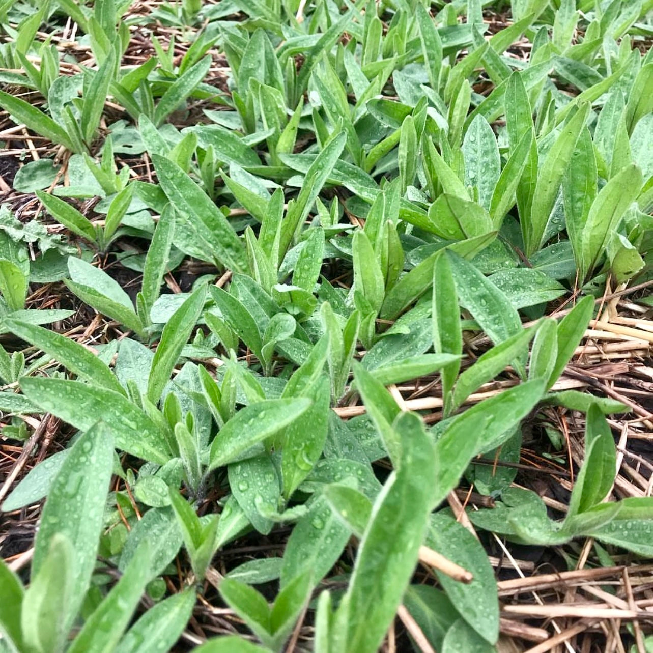 Meadow Arnica (Arnica chamissonis)