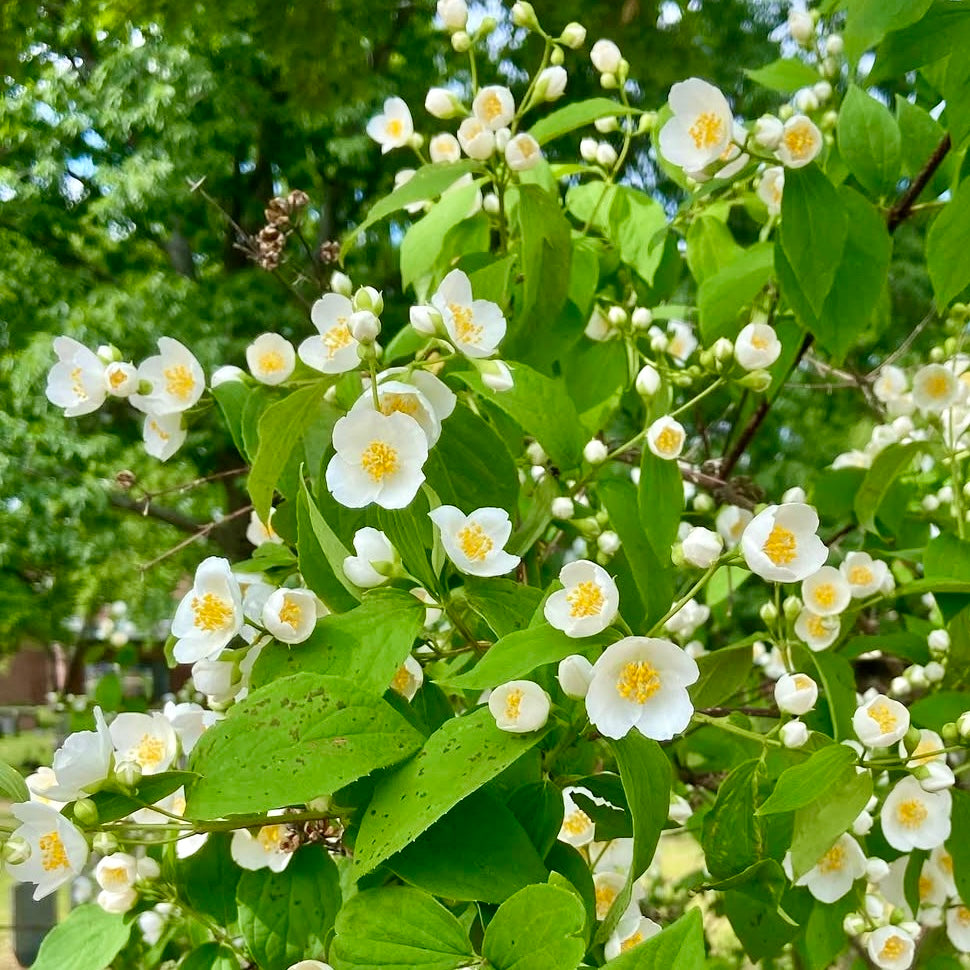 Mock Orange (Philadelphus lewisii)