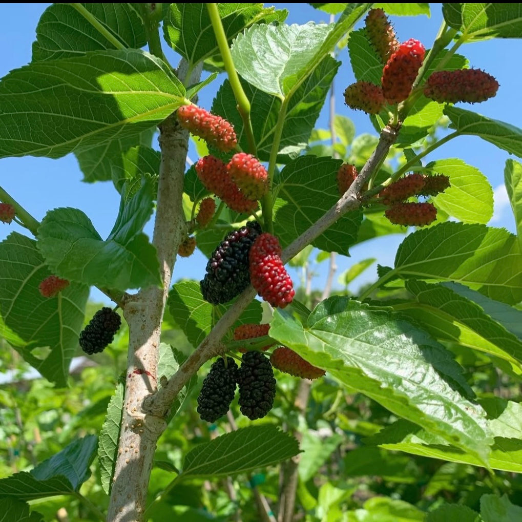 Illinois Everbearing Mulberry (Morus spp.)