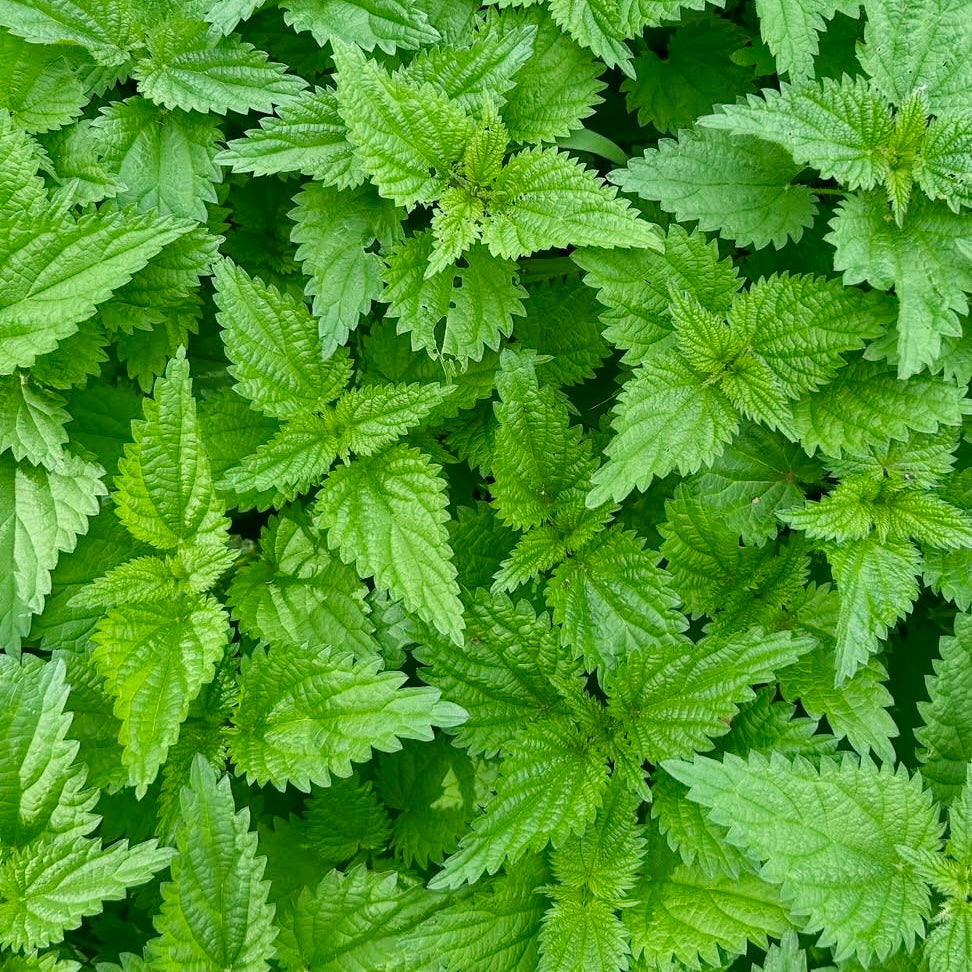 Nettles (Urtica dioica)
