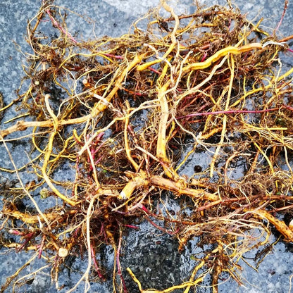 Nettles (Urtica dioica)