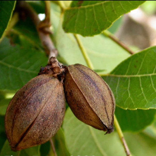 Northern Pecan (Carya illionensis)