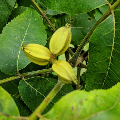 Northern Pecan (Carya illionensis)