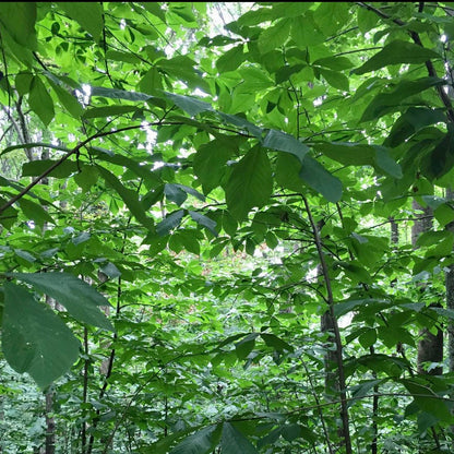 Paw Paw (Asimina triloba)