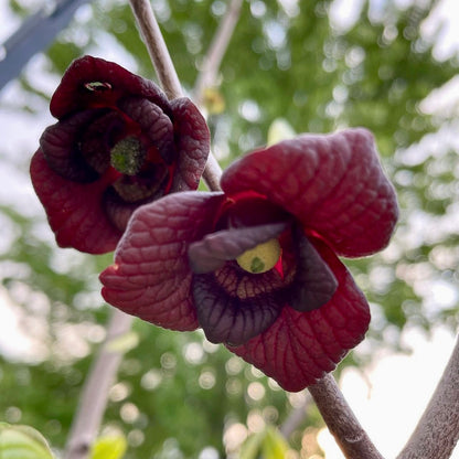 Paw Paw (Asimina triloba)