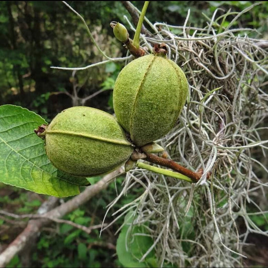 Pignut Hickory (Carya glabra)