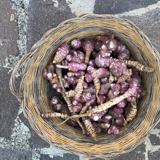 Purple Sunchoke (Helianthus tuberosus)