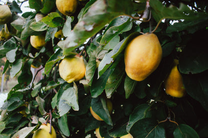 Quince (Cydonia oblonga)