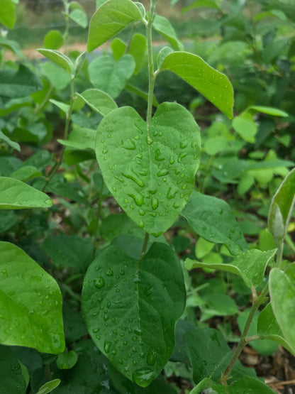 Quince (Cydonia oblonga)