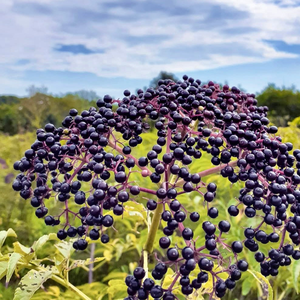 Elderberry 'Ranch' (Sambucus canadensis)