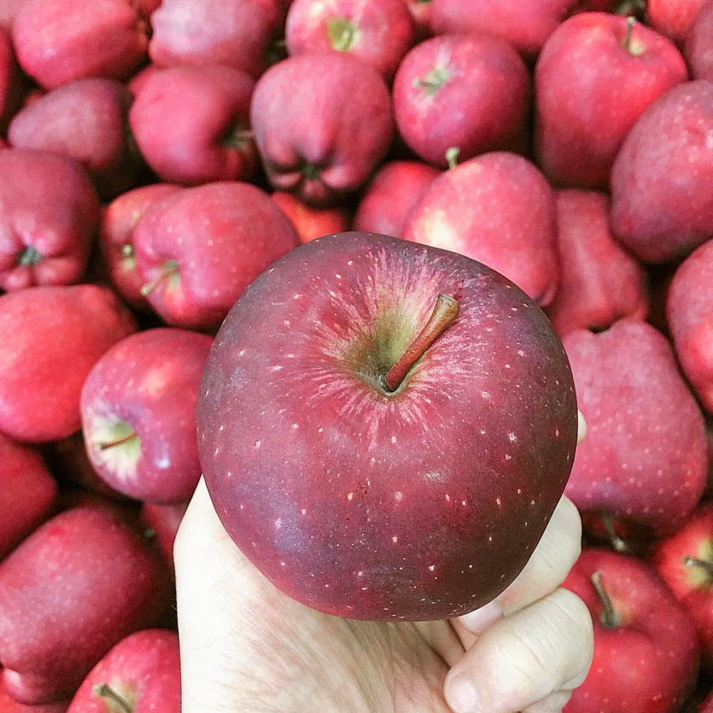 Red Delicious Apple (Grafted)