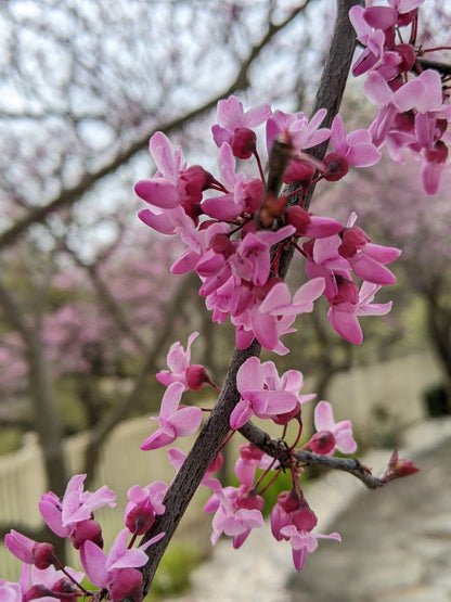 Eastern Red Bud (Cercis canadensis)