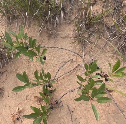 Sand Cherry (Prunus pumila)
