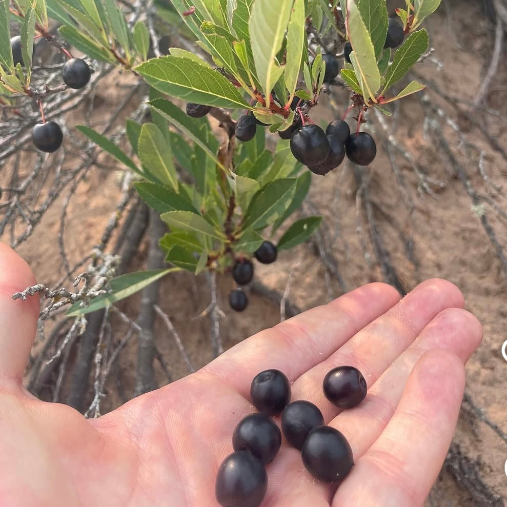 Sand Cherry (Prunus pumila)