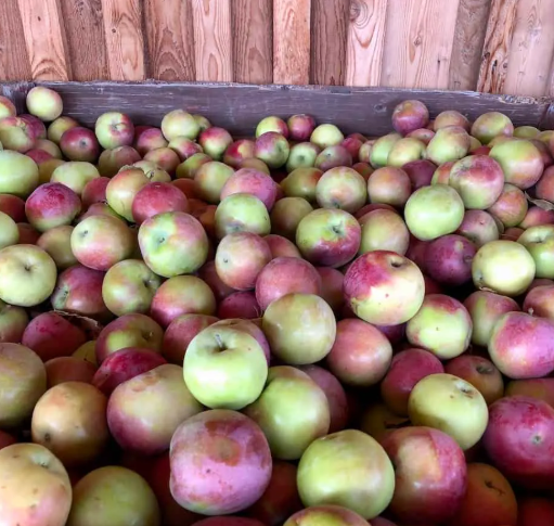 McIntosh Apple (Grafted)