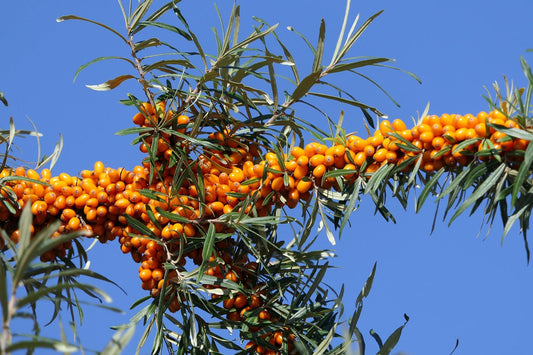 B Grade Seaberry (Hippophae rhamnoides)