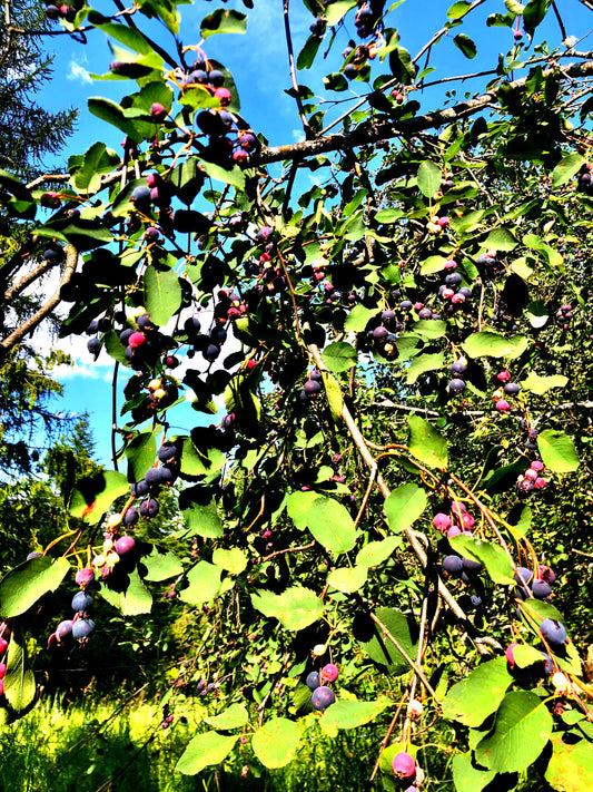 B Grade Serviceberry/Saskatoon (Amelanchier alnifolia)