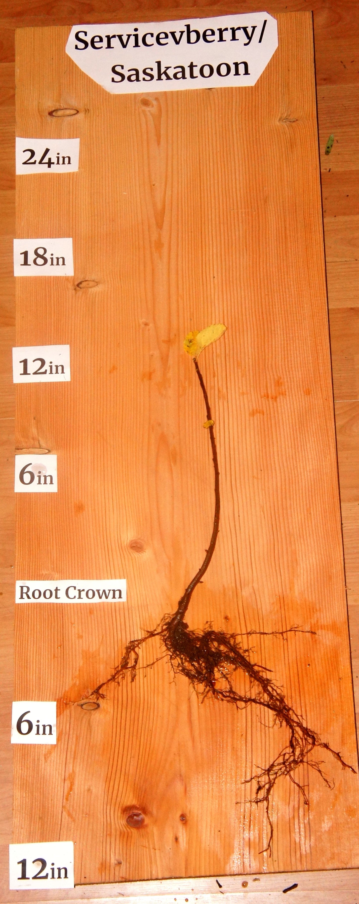 B Grade Serviceberry/Saskatoon (Amelanchier alnifolia)