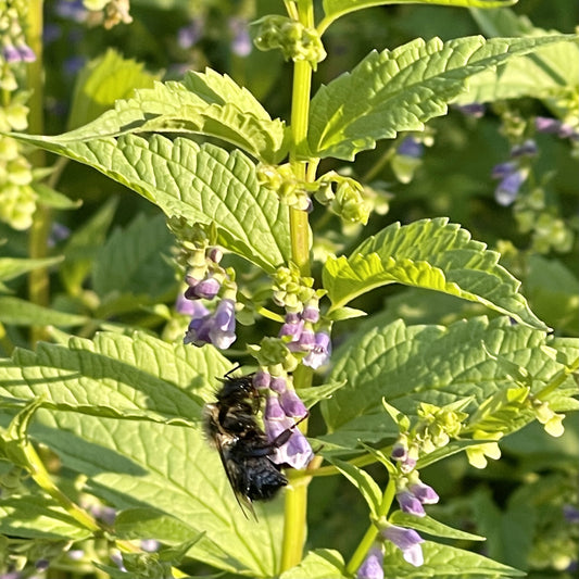 Blue Skullcap (Scutellaria lateriflora)