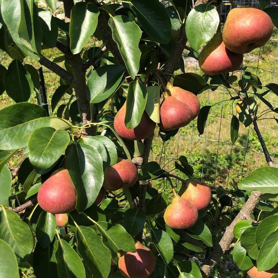 Summercrisp Pear (Grafted)