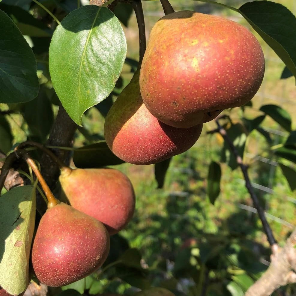 Summercrisp Pear (Grafted)