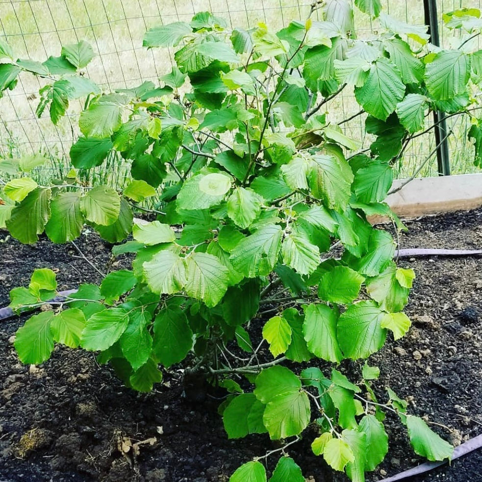 Witch Hazel (Hamamelis virginiana)