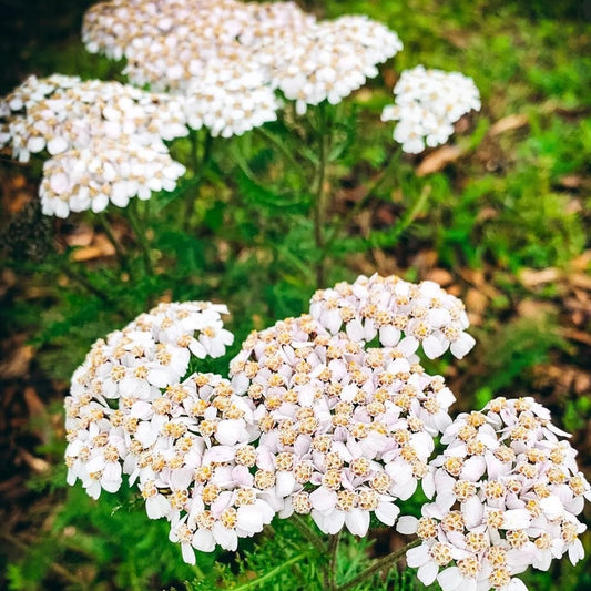 Yarrow (Achillea millefolium) Root Division