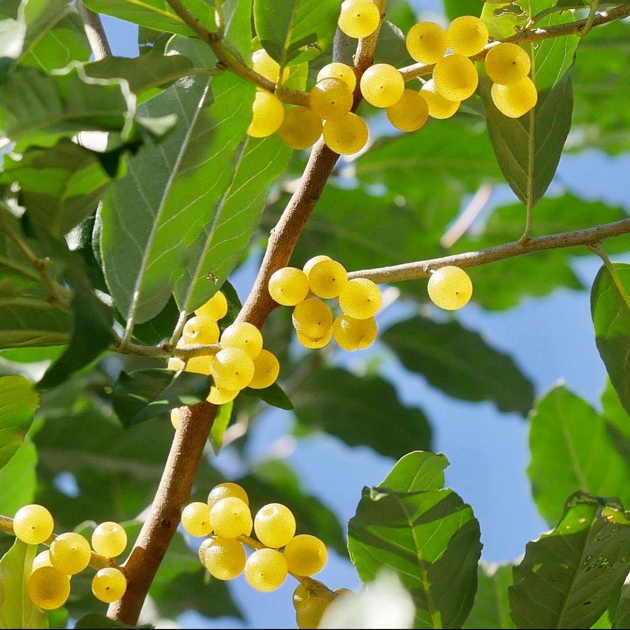 Yellow Autumn Olive (Eleagnus umbellata)
