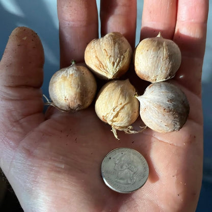 Yellowbud Hickory(Carya cordiformis)