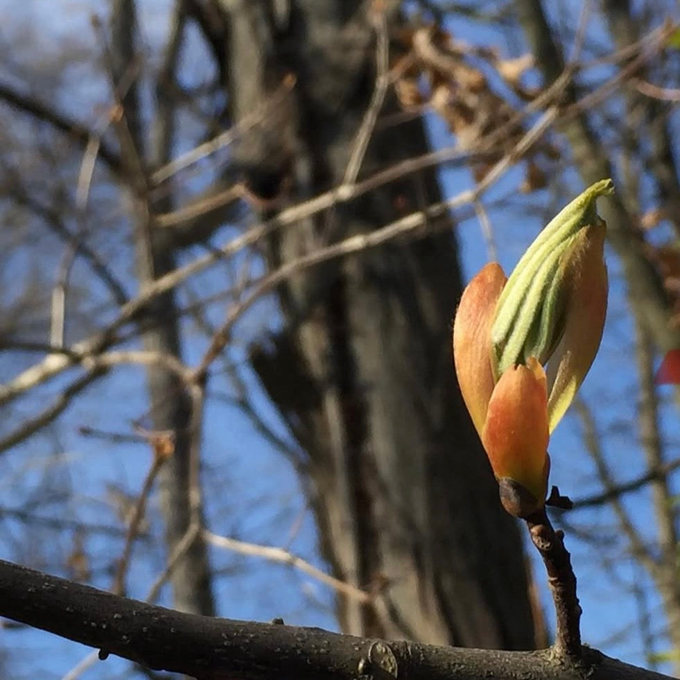 Yellowbud Hickory(Carya cordiformis)