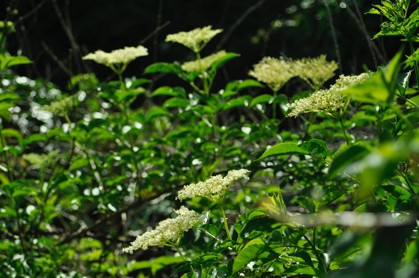 Elderberry (Sambucus spp.)