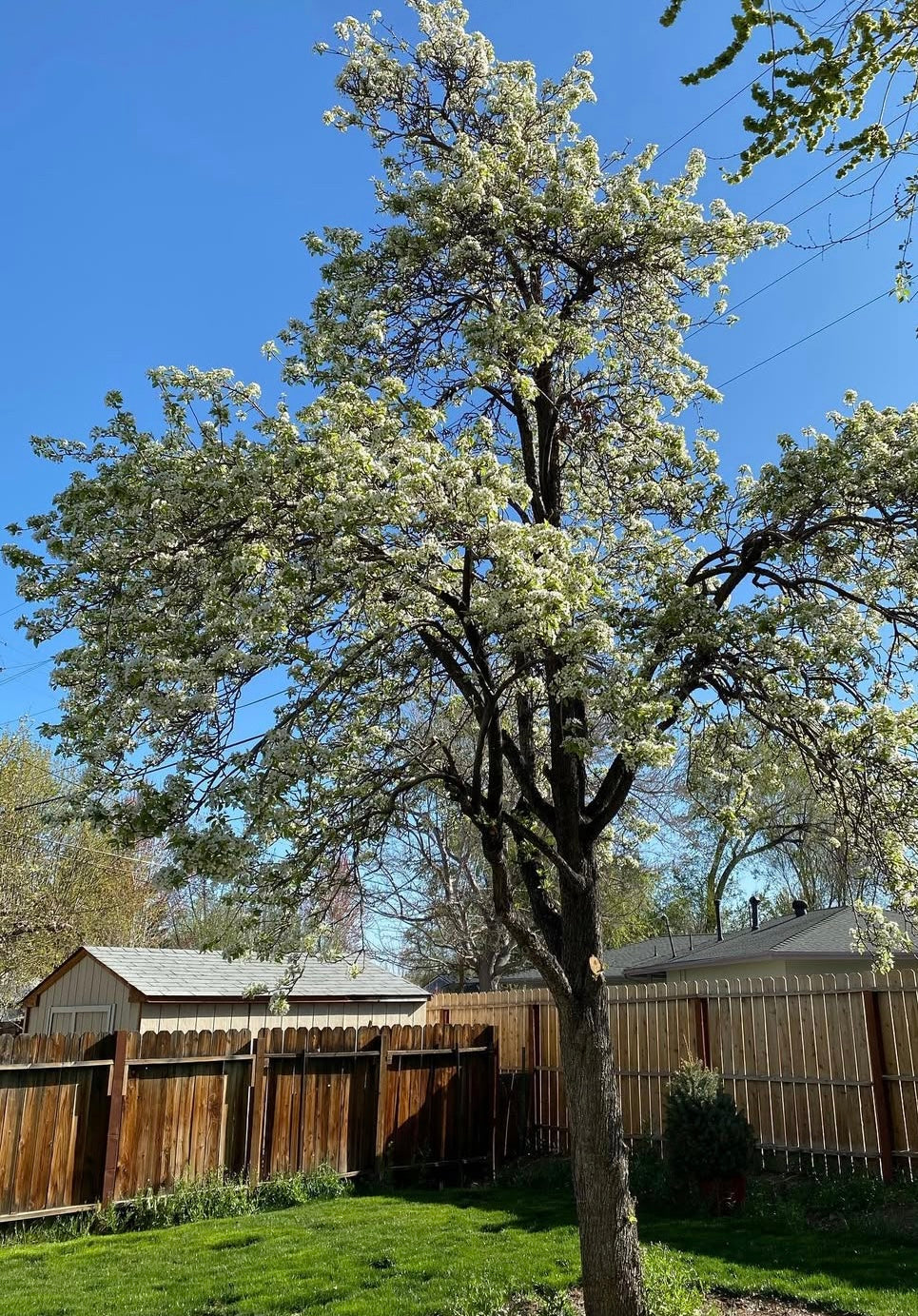 Bartlett Pear (Grafted)