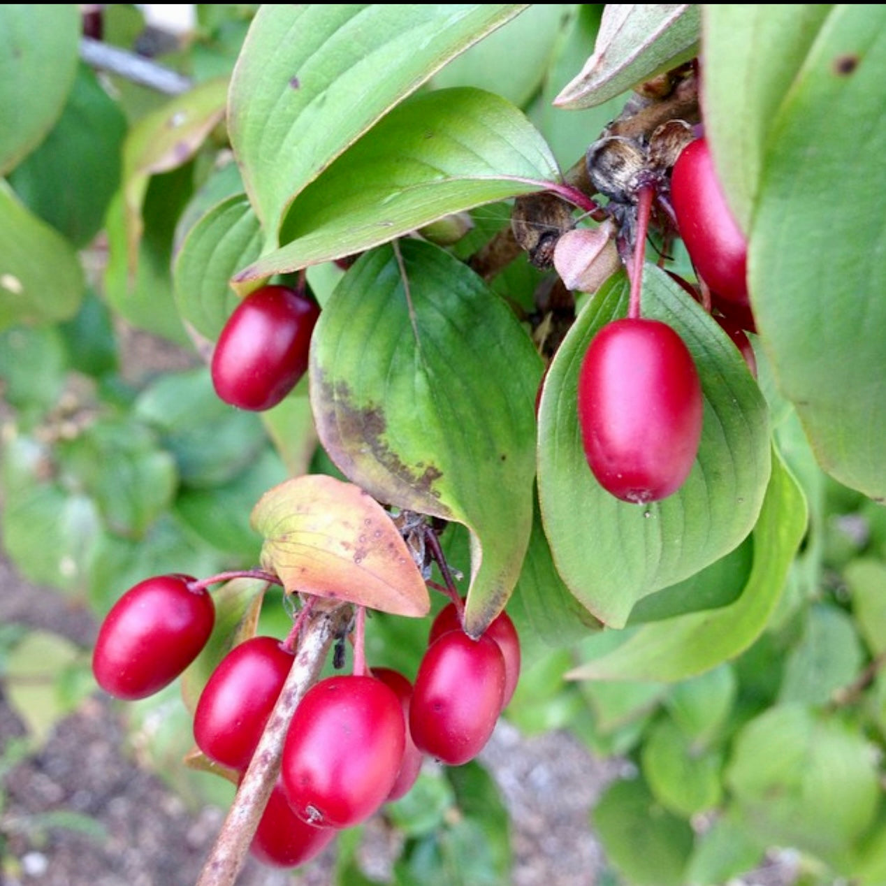 Cornelian Cherry (Cornus mas)