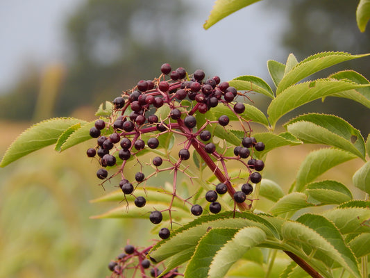 Elderberry 'Marge' Cuttings (Sambucus canadensis)