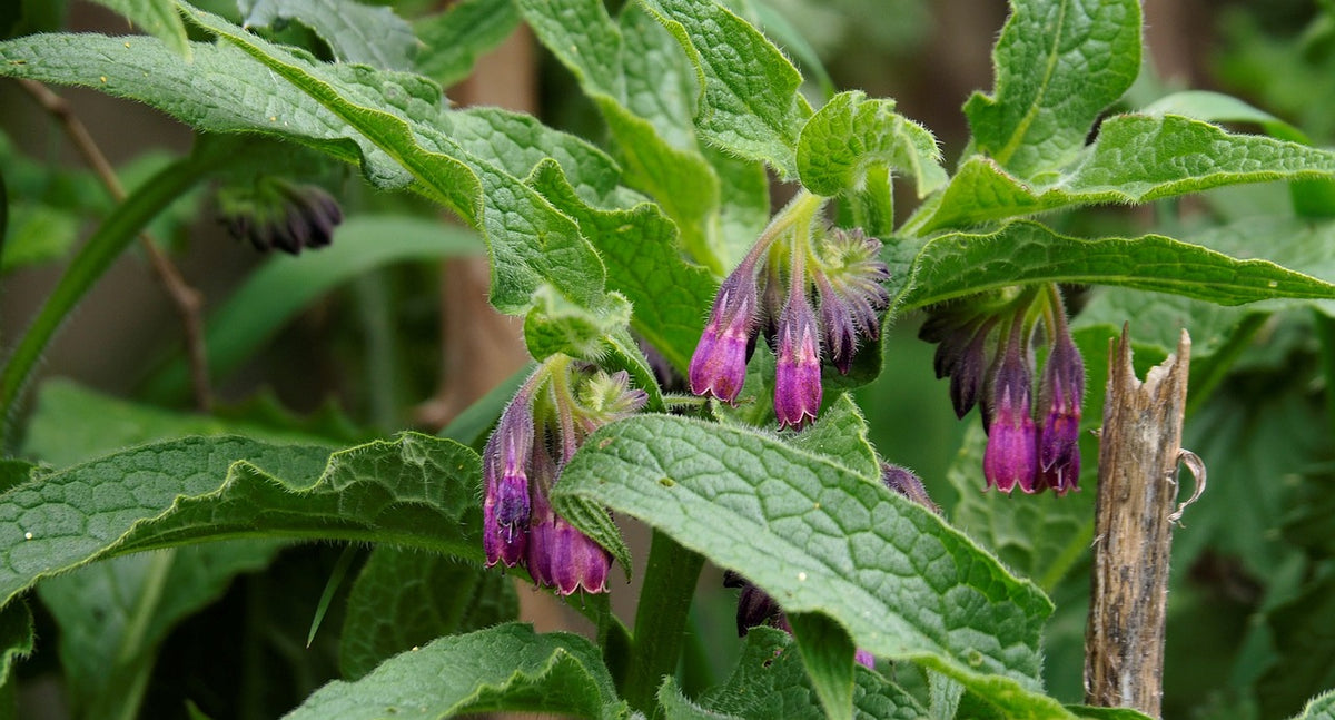 Fox Roots Shop Herbs & Roots at Zero Fox Tree Crops | Zero Fox Tree Crops