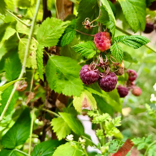 Clyde Purple Raspberry Shop Raspberry at Zero Fox Tree Crops | Zero Fox Tree Crops