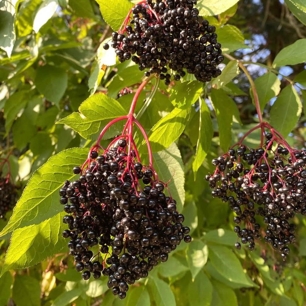 Elderberry 'York' (Sambucus canadensis)