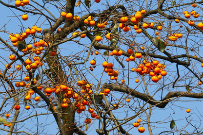 American Persimmon (Diospyros virginiana)