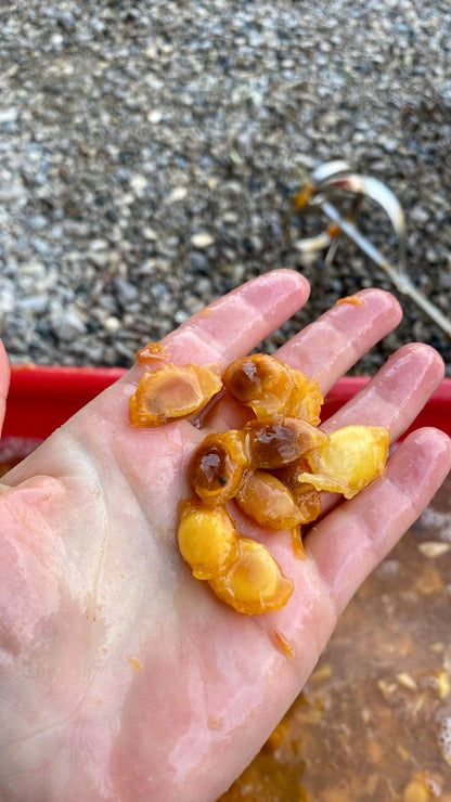 American Persimmon (Diospyros virginiana)