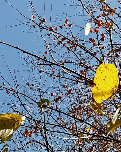 American Persimmon (Diospyros virginiana)