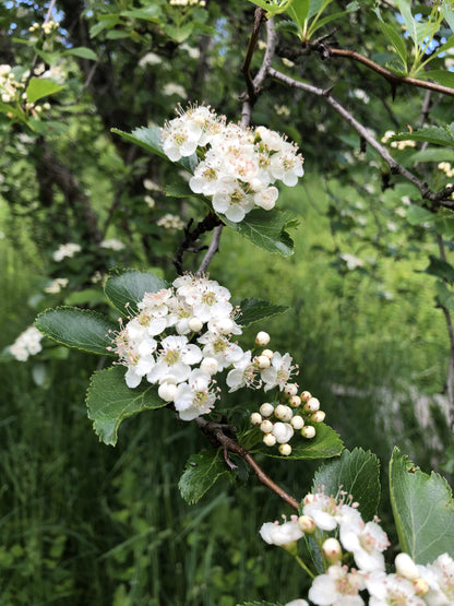 American Plum (Prunus americana)