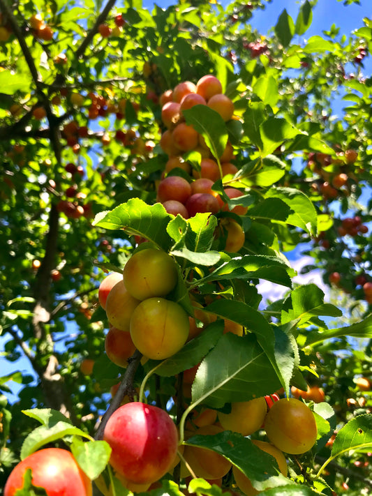 American Plum (Prunus americana)