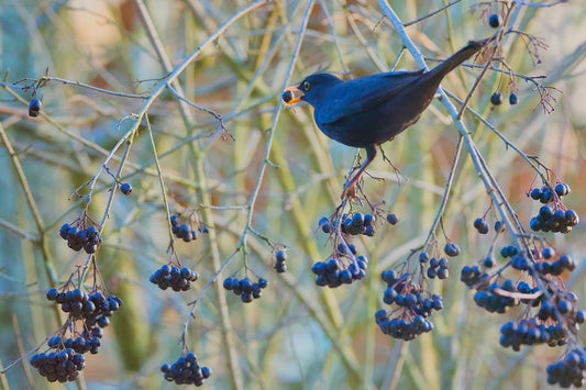 Bird Eating Aronia Berry